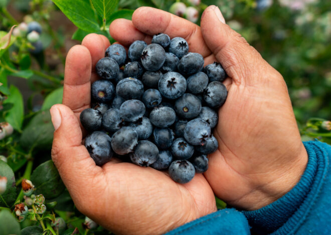 What Happens To Your Memory When You Eat Blueberries Every Day – Health Digest