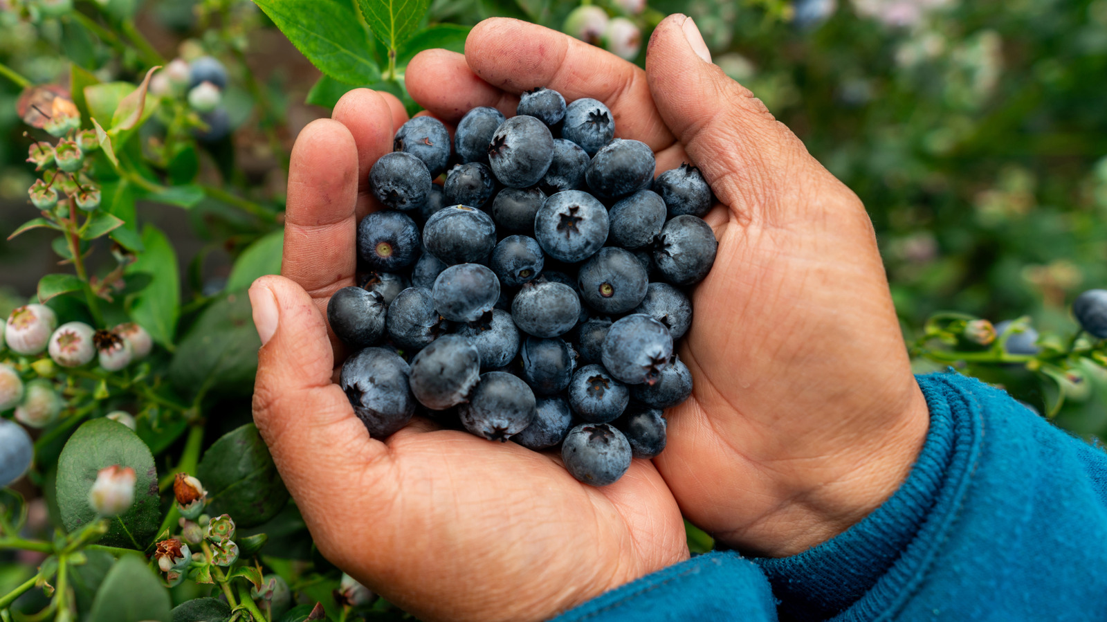 What Happens To Your Memory When You Eat Blueberries Every Day – Health Digest